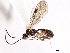  (Plectiscidea jft05 - 06-PROBE-3452)  @12 [ ] CreativeCommons - Attribution (2010) Unspecified Centre for Biodiversity Genomics
