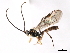  (Plectiscidea jft09 - 06-PROBE-3483)  @13 [ ] CreativeCommons - Attribution (2010) Unspecified Centre for Biodiversity Genomics