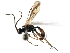  (Mesochorus sp. MAS BIN396 - 07PROBE-20878)  @13 [ ] CreativeCommons - Attribution (2009) Unspecified Centre for Biodiversity Genomics