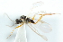  ( - 06-PROBE-1419)  @12 [ ] CreativeCommons - Attribution (2010) CBG Photography Group Centre for Biodiversity Genomics