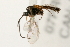  (Plectiscidea sp. mas BIN464 - 07PROBE-20670)  @12 [ ] CreativeCommons - Attribution (2009) Unspecified Centre for Biodiversity Genomics