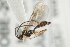  (Plectiscidea sp. mas BIN444 - 07PROBE-20713)  @12 [ ] CreativeCommons - Attribution (2009) Unspecified Centre for Biodiversity Genomics