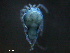  ( - BIOUG25721-D11)  @12 [ ] CreativeCommons - Attribution (2015) CBG Photography Group Centre for Biodiversity Genomics