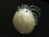  ( - BIOUG25721-E11)  @12 [ ] CreativeCommons - Attribution (2015) CBG Photography Group Centre for Biodiversity Genomics