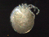 ( - BIOUG25721-E11)  @12 [ ] CreativeCommons - Attribution (2015) CBG Photography Group Centre for Biodiversity Genomics