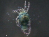  ( - BIOUG25923-E05)  @12 [ ] CreativeCommons - Attribution (2016) CBG Photography Group Centre for Biodiversity Genomics