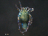  ( - BIOUG25923-E05)  @12 [ ] CreativeCommons - Attribution (2016) CBG Photography Group Centre for Biodiversity Genomics