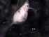  (Daphnia mendotae - BIOUG30360-A09)  @12 [ ] CreativeCommons - Attribution (2016) Manuel Elias-Gutierrez El Colegio de la Frontera Sur, Unidad Chetumal
