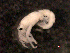  ( - BIOUG30478-B04)  @11 [ ] CreativeCommons - Attribution (2016) Manuel Elias-Gutierrez El Colegio de la Frontera Sur, Unidad Chetumal