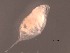  (Daphnia prolata - BIOUG28612-C09)  @12 [ ] CreativeCommons - Attribution (2016) Manuel Elias Gutierrez El Colegio de la Frontera Sur, Unidad Chetumal