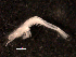  (Metapenaeopsis gerardoi - BIOUG30475-E05)  @11 [ ] CreativeCommons - Attribution (2016) Manuel Elias-Gutierrez El Colegio de la Frontera Sur