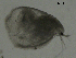  (Simocephalus punctatus - BIOUG27974-E06)  @12 [ ] CreativeCommons - Attribution (2016) Manuel Elias-Gutierrez Unspecified