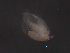  (Leydigia acanthocercoides - BIOUG30062-G12)  @11 [ ] CreativeCommons - Attribution (2016) Manuel Elias Gutierrez El Colegio de la Frontera Sur