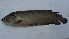  ( - BNF 05)  @11 [ ] Copyright (2010) C. Nwani 2010 Unspecified
