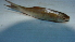  (Labeo senegalensis - BNF 167)  @13 [ ] Copyright (2010) C. Nwani 2010 Unspecified