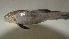  (Labeo parvus - BNF 173)  @13 [ ] Copyright (2010) C. Nwani 2010 Unspecified