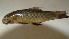  (Labeo coubie - BNF 174)  @13 [ ] Copyright (2010) C. Nwani 2010 Unspecified