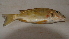  (Tylochromis sudanensis - BNF 259)  @12 [ ] Copyright (2010) C. Nwani 2010 Unspecified