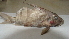  (Synodontis resupinatus - BNF 307)  @11 [ ] Copyright (2010) C. Nwani 2010 Unspecified