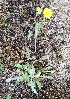  ( - BAHMP001110117)  @11 [ ] Unspecified (default): All Rights Reserved (2017) Muhammad Farooq Arabian Gulf University, Agriculture Biotechnology