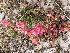  ( - BAHMP009280316R)  @11 [ ] Unspecified (default): All Rights Reserved (2016) Dr. Malabika Roy Pathak Arabian Gulf University, Agriculture Biotechnology