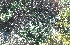  (Teucrium polium - BAHMP019311216)  @11 [ ] Unspecified (default): All Rights Reserved (2016) Dr. AbdulAziz M.A. Mohamed Arabian Gulf University, Agriculture Biotechnology