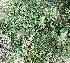  ( - BAHMP020040117R)  @11 [ ] Unspecified (default): All Rights Reserved (2017) Dr. Malabika Roy Pathak Arabian Gulf University, Agriculture Biotechnology