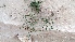  ( - BAHMP033241216)  @11 [ ] Unspecified (default): All Rights Reserved (2016) Dr. AbdulAziz M.A. Mohamed Arabian Gulf University, Agriculture Biotechnology