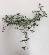  ( - BAHMP033241216)  @11 [ ] Unspecified (default): All Rights Reserved (2016) Dr. Malabika Roy Pathak Arabian Gulf University, Agriculture Biotechnology