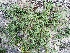  ( - BAHMP037110117)  @11 [ ] Unspecified (default): All Rights Reserved (2017) Muhammad Farooq Arabian Gulf University, Agriculture Biotechnology