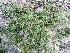  ( - BAHMP037110117R)  @11 [ ] Unspecified (default): All Rights Reserved (2017) Muhammad Farooq Arabian Gulf University, Agriculture Biotechnology
