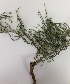  (Calligonum polygonoides - BAHMP038311216H)  @11 [ ] Unspecified (default): All Rights Reserved (2016) Muhammad Farooq Arabian Gulf University, Agriculture Biotechnology