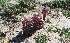  (Cistanche tubulosa - BAHMP043040217)  @11 [ ] Unspecified (default): All Rights Reserved (2017) Dr. AbdulAziz M.A. Mohamed Arabian Gulf University, Agriculture Biotechnology