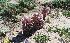  ( - BAHMP043040217R)  @11 [ ] Unspecified (default): All Rights Reserved (2017) Dr. AbdulAziz M.A. Mohamed Arabian Gulf University, Agriculture Biotechnology