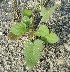  ( - BAHMP049000215R)  @11 [ ] Unspecified (default): All Rights Reserved (2015) Dr. Thuraya A. Al-Mansoori University of Bahrain