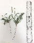  ( - BAHMP058250317R)  @11 [ ] Unspecified (default): All Rights Reserved (2017) Muhammad Farooq Arabian Gulf University, Agriculture Biotechnology
