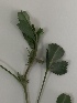  ( - BAHMP059250317)  @11 [ ] Unspecified (default): All Rights Reserved (2017) Muhammad Farooq Arabian Gulf University, Agriculture Biotechnology
