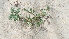  ( - BAHMP068120417)  @11 [ ] Unspecified (default): All Rights Reserved (2017) Dr. AbdulAziz M.A. Mohamed Arabian Gulf University, Agriculture Biotechnology