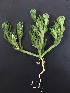  ( - BAHMP068120417R)  @11 [ ] Unspecified (default): All Rights Reserved (2017) Dr. Malabika Roy Pathak Arabian Gulf University, Agriculture Biotechnology