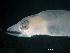  (Conger conger - C9XCC3)  @13 [ ] Unspecified (default): All Rights Reserved  Unspecified Unspecified