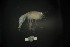  ( - MNA11041)  @11 [ ] Copyright (2016) Unspecified Italian National Antarctic Museum
