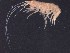  ( - MNA11803)  @11 [ ] Copyright (2016) Unspecified Italian National Antarctic Museum