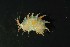  ( - MNA06051.1)  @11 [ ] Copyright (2016) Stefano Schiaparelli Italian National Antarctic Museum