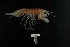  ( - MNA06497)  @11 [ ] Copyright (2016) Stefano Schiaparelli Italian National Antarctic Museum