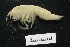  ( - MNA06537)  @11 [ ] Copyright (2016) Stefano Schiaparelli Italian National Antarctic Museum