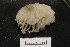  ( - MNA09294)  @11 [ ] Copyright (2016) Stefano Schiaparelli Italian National Antarctic Museum