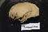  ( - MNA09296)  @11 [ ] Copyright (2016) Stefano Schiaparelli Italian National Antarctic Museum