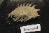  ( - MNA11045)  @11 [ ] Copyright (2016) Stefano Schiaparelli Italian National Antarctic Museum
