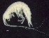  ( - MNA11067.1)  @11 [ ] Copyright (2016) Stefano Schiaparelli Italian National Antarctic Museum