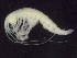  ( - MNA11068)  @11 [ ] Copyright (2016) Stefano Schiaparelli Italian National Antarctic Museum